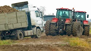 [Sugar beet loading and transportation] ROPA Euro Maus 3 | BELARUS 2522, 3022, 3522 CAT etc.