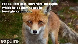 Five Fascinating Facts about Foxes - Never Stop Learning
