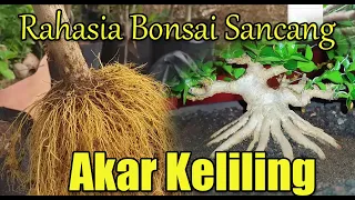 Rahasia Program Bonsai Sancang Akar Keliling