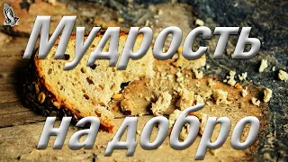 "Мудрость на добро" Самарин Д.В.