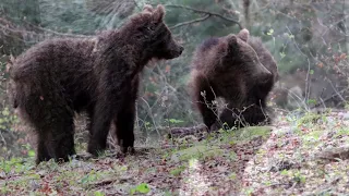 Preparazione per la caccia fotografica