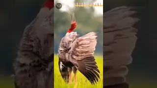 Sarus Crane Call - Voice -Sound #shorts #birds #wildbirds #nature