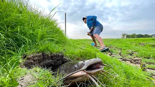 Wow It's amazing! catch underground monster catfish in dry season, Use by technique hand