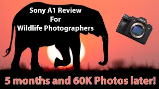 Sony A1 Review For Wildlife Photographers