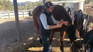 1.4 How I Teach How to Groom a Pony