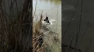 Зачётная рыбалка на сазана в Дагестане! Средний канал!