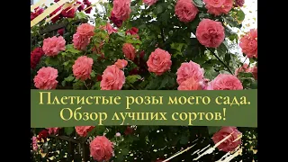 Плетистые розы моего сада.  Обзор лучших сортов!