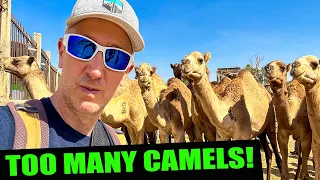Cornered by CAMELS in SOMALILAND!