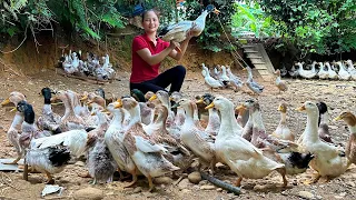 Harvesting ducks Go to the market to sell, dig a pond | Hoang Huong Daily Life