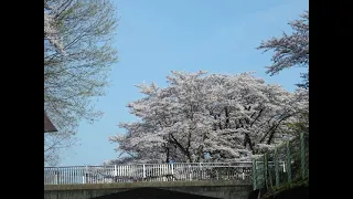津久井湖の桜 2021