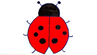 Drawing and Colouring a Ladybug