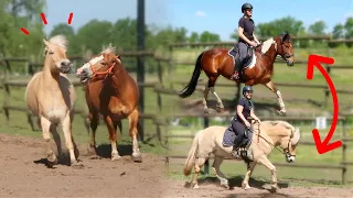 NIET DOEN! Ponywissel met Marly en Moos!