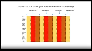 GABA receptive microglia selectively sculpt developing inhibitory circuits