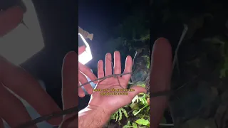 Expedicion en Selva peruana con los Animales mas Exoticos 🤯