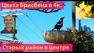 Цвета Брисбена в 4к. Спальный район в центре города. (видео 205)