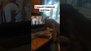 Будни ирландского сеттера. Чито и мелодрамы)))