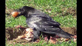 Kolkraben, die intelligentesten Vögel   Common ravens, the most intelligent birds