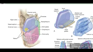 External nose & nasal cavity