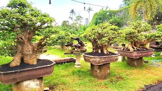 Gudang Bonsai Loa Jumbo Lumajang