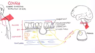 Physiology of Coughing