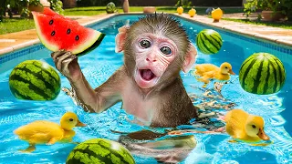 KiKi Monkey eats Coolest Watermelon and goes swimming at summer pool | KUDO ANIMAL KIKI