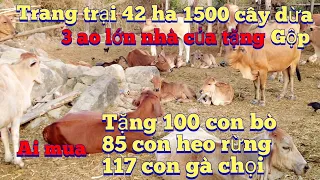 Cần nhượng gấp 42 héc đất trang trại bò lợn gà 1500 cây dừa xiêm .