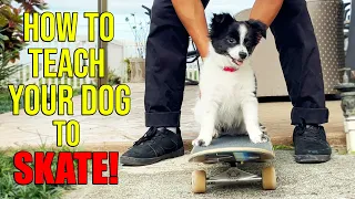 TEACHING OUR NEW PUPPY TO SKATEBOARD!