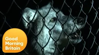 Should Wolves Be Reintroduced Into the British Countryside? | Good Morning Britain