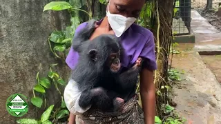 orphaned baby chimpanzee is learning how to cling