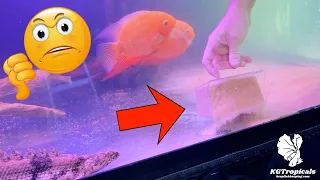 Is This Aquarium Substrate Worth It? Using Play Sand In A Fish Tank