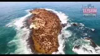 Seal Island / Robbe Eiland, Mossel Bay South Africa 4K