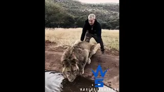 Risk Taker: Dude Sneaks Up Behind A Lion & Tries To Scare It!