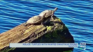 Turtles with swastikas painted on shells removed from Renton park