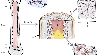 BIO160 Preview Video Lecture 8 -  Bones and Calcium