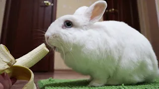 Кролик Моти ест банан 🐰🍌