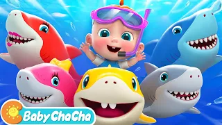 Baby Shark (Family Version) | Baby Shark Doo Doo Doo Dance | Baby ChaCha Nursery Rhymes & Kids Songs