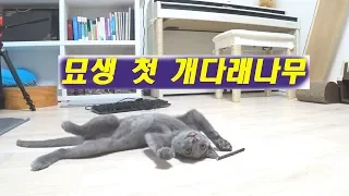 고양이에게 개다래나무(마따따비)를 주었습니다