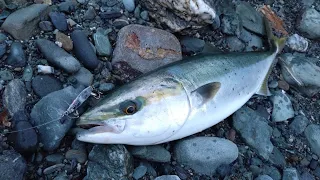 いいサイズの青物が釣れました【ショアジギング】