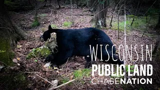 2022 Public Land Opening Day Black Bear in Wisconsin