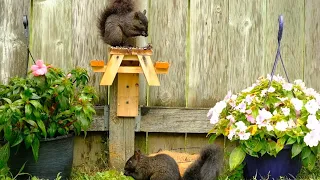 The Secret Squirrel Garden | RELAX YOUR CAT | August 20, 2020