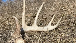 Shed Hunting Iowa Week 4 2023