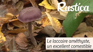 Le laccaire améthyste, un champignon comestible