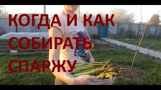 Сбор спаржи. Ферма Синичка