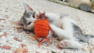 Cute kittens playing with each other