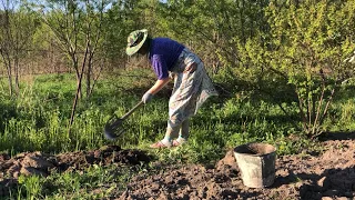 Одна в деревне/ Петуния на ПМЖ/ Какой грунт использую/