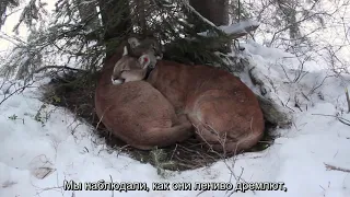 Тайная жизнь пумы. СУБТИТРЫ