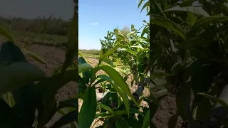 виноград персик зелені операції