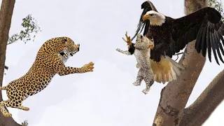 Extreme fight Leopard vs Eagle to save her Baby l Wild Animals Attack