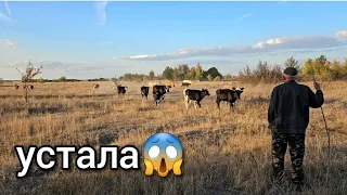 💣КОЗ ПРОДАЛА, А ОНИ СБЕЖАЛИ от ПОКУПАТЕЛЯ в тот же вечер😳