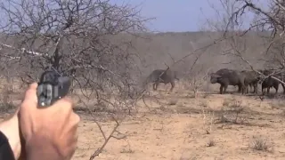 |buffalo hunting |african buffalo VS hunter|